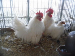 販売している鶏（チャボ・軍鶏・ウズラ・鶏と各ヒヨコ等） | 佐賀県の